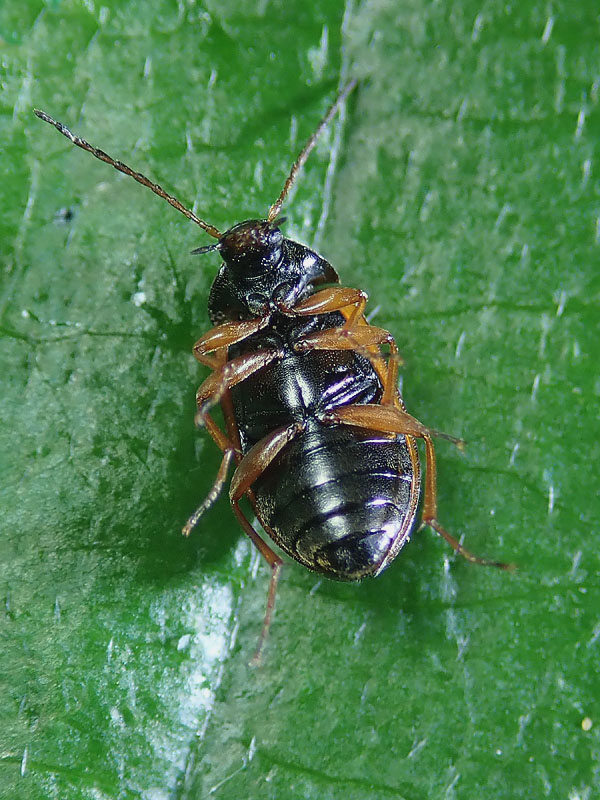 Tenebrionidae Alleculinae: Isomira sp.? S.